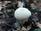 Bimbós pöfeteg (Lycoperdon perlatum), Zemplén